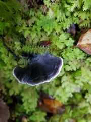 Phellodon sinclairii