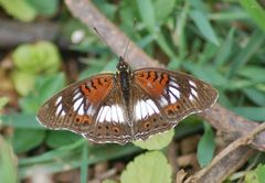 Junonia sophia