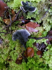Phellodon sinclairii