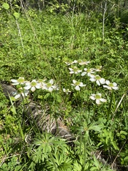 Anemonastrum crinitum