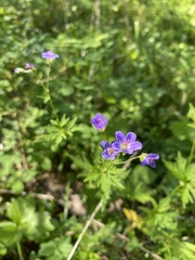 Geranium pseudosibiricum