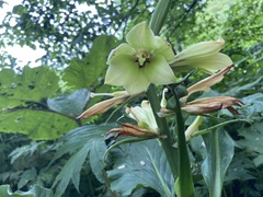 Cardiocrinum cordatum