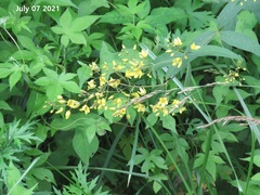 Lysimachia davurica