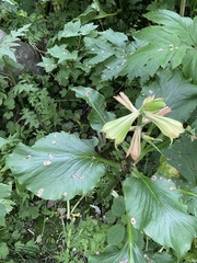 Cardiocrinum cordatum