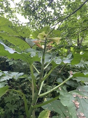 Cardiocrinum cordatum