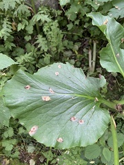 Cardiocrinum cordatum