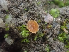 Octospora tuberculata