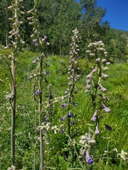 Delphinium × occidentale