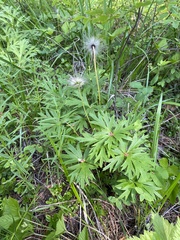 Pulsatilla patens