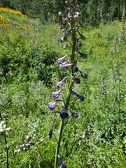 Delphinium × occidentale