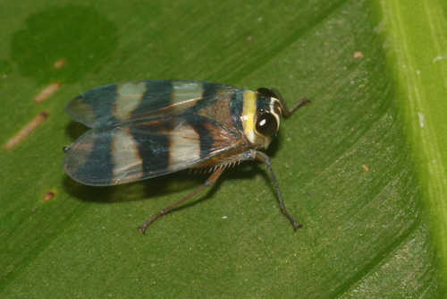 Licontinia introducens image