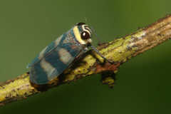 Licontinia introducens