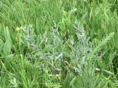 Symphyotrichum sericeum