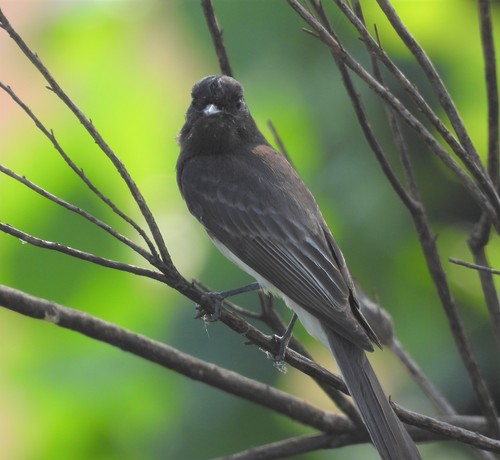 photo of Black Phoebe (Sayornis nigricans)