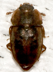 Epuraea aestiva