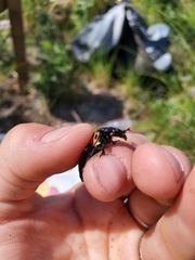 Nicrophorus guttula