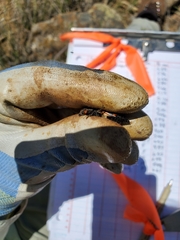 Nicrophorus guttula