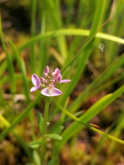 Polygala brevifolia