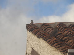 Zonotrichia capensis