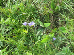 Campanula intercedens