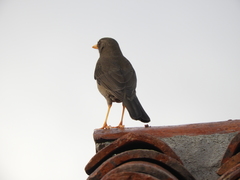 Turdus chiguanco