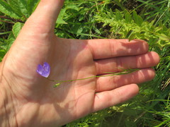 Campanula intercedens