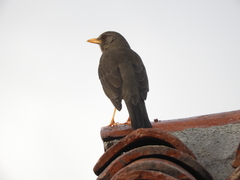 Turdus chiguanco