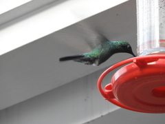 Colibri coruscans