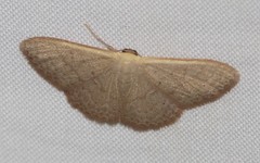 Idaea uniformis