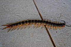 Scolopendra viridicornis