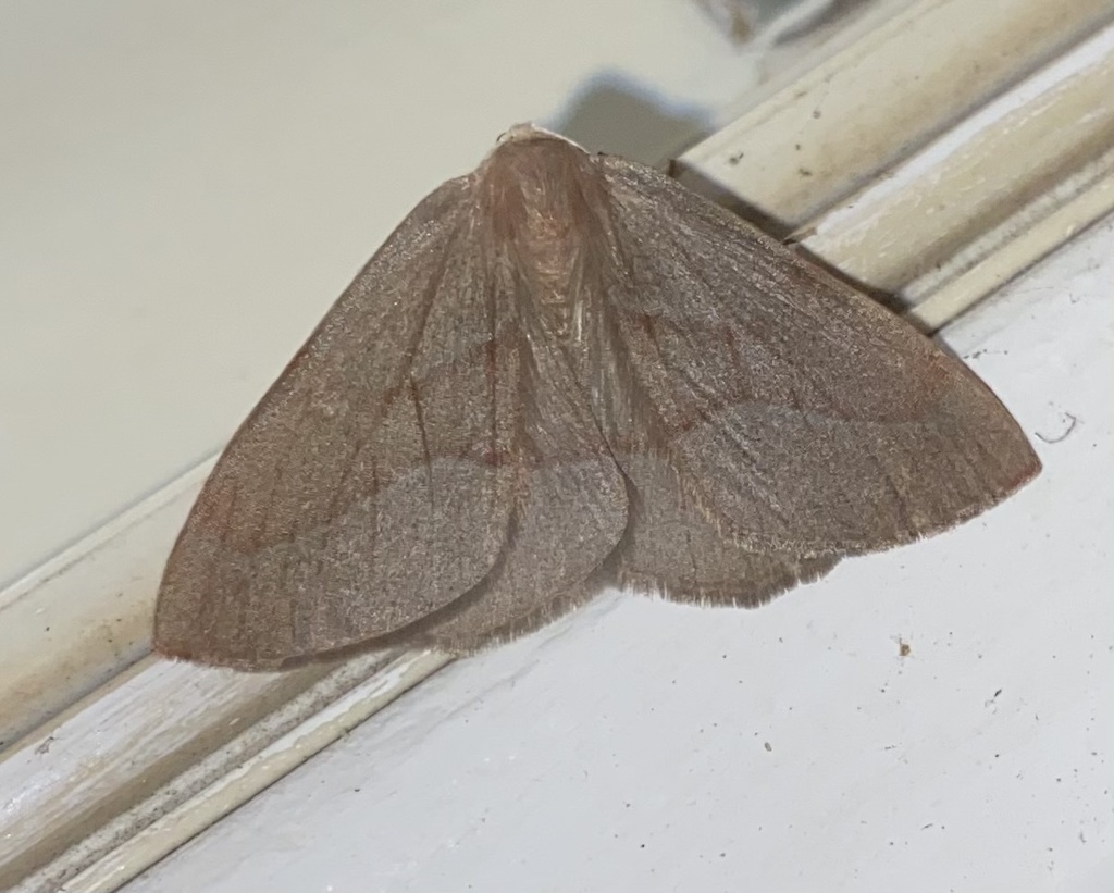 Barred Red from Eglingham Way, Morpeth, England, GB on July 07, 2021 at