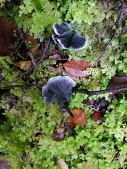 Phellodon sinclairii