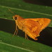 Orange Palm Dart - Photo (c) Donald Hobern, some rights reserved (CC BY)