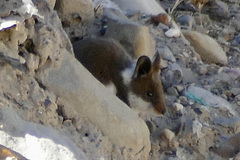 Abrothrix jelskii