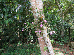 Dimerandra emarginata