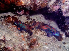 Synchiropus splendidus