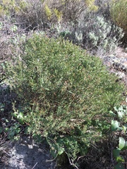 Acmispon dendroideus traskiae