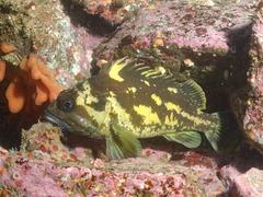 Sebastes chrysomelas