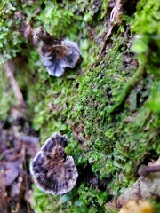 Phellodon sinclairii