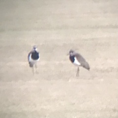 Vanellus chilensis