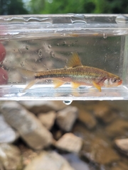 Notropis chiliticus