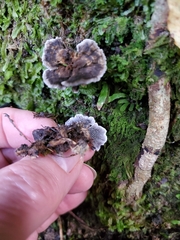Phellodon sinclairii