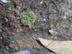 Drosera miniata