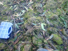 Octospora tuberculata