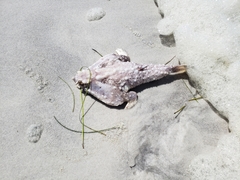 Ogcocephalus cubifrons