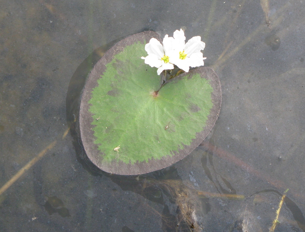 Crested Floating Heart (Invasive Species of Texas) · iNaturalist