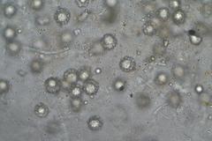 Octospora tuberculata