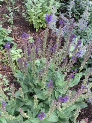 Salvia × sylvestris