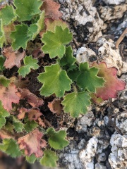 Heuchera hirsutissima