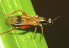 Benhamyia apicalis